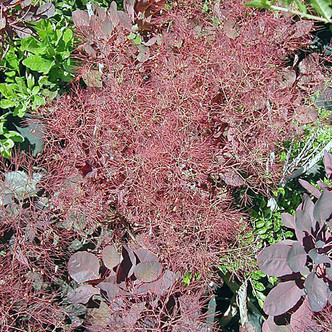 Cotinus coggygria 'Royal Purple' (PURPLE SMOKE BUSH)