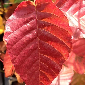 Carpinus japonica (JAPANESE HORNBEAM)