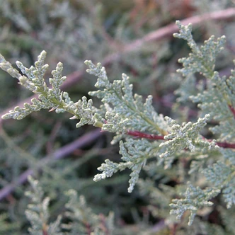 Cupressus macnabiana (MACNAB'S CYPRESS)
