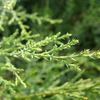 SARGENT CYPRESS Cupressus sargentii