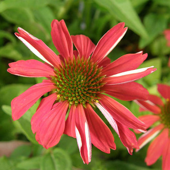 RED CONEFLOWER Echinacea  (Sombrero Salsa)