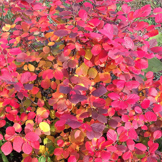 WITCH ALDER Fothergilla  (Legend of the Fall)