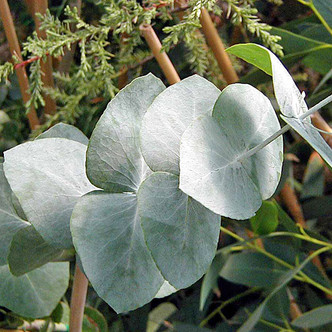 ARGYLE APPLE Eucalyptus cinerea