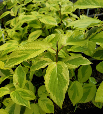 GOLD-VARIEGATED RED-TWIG (Cornus sericea)  "Hedgerows Gold"