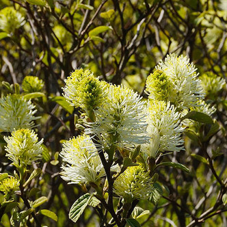 DWARF WITCH-ALDER  DWARF Fothergilla  (Legend of the Small)