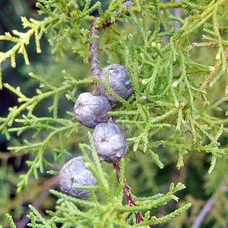 Cupressus torulosa (BHUTAN CYPRESS)