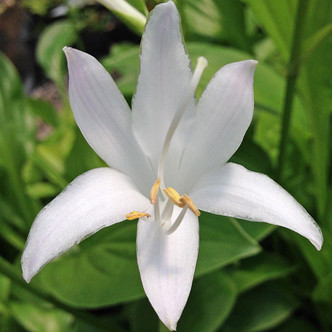SUN-TOLERANT HOSTA Hosta  (Royal Standard)