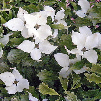 Cornus kousa 'Autumn Rose' (FALL ROSE CHINESE DOGWOOD)