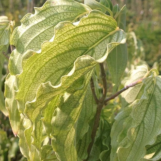 Cornus kousa 'Autumn Rose' (FALL ROSE CHINESE DOGWOOD)