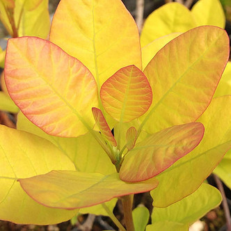 YELLOW-LEAVED SMOKEBUSH (Cotinus coggygria) "Golden Spirit"