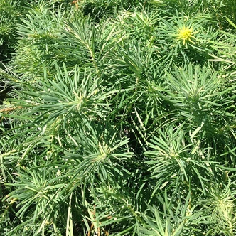 Euphorbia cyparissias 'Fens Ruby' (RED-LEAVED CYPRESS SPURGE)