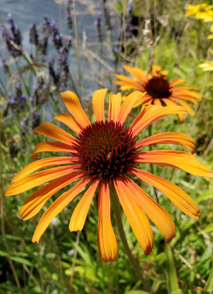 FRAGRANT ORANGE CONEFLOWER (Echinacea). 'Tangerine Dream'