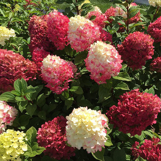 MULTI-COLORED PEEGEE HYDRANGEA Hydrangea paniculata (Little Lime Punch)