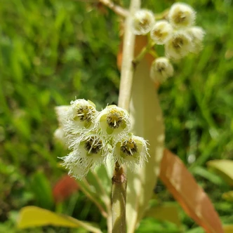 Elaeocarpus decipiens (BLUEBERRY TREE)