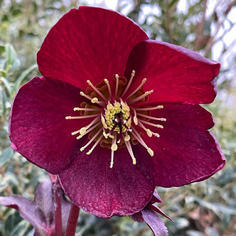 Helleborus Ice n Roses® 'Merlot' (HELLEBORE)