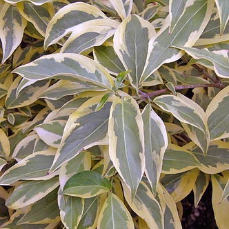 Cornus kousa 'Summer Gold' (GOLD VARIEGATED CHINESE DOGWOOD)