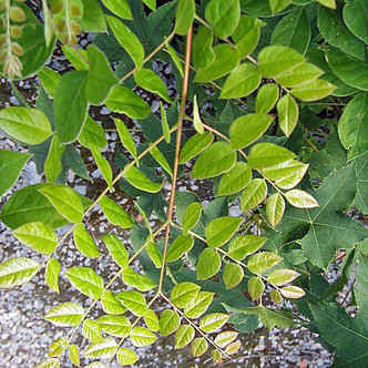 KENTUCKY COFFEETREE Gymnocladus dioicus
