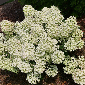 DWARF PEE GEE HYDRANGEA Hydrangea paniculata (Tiny Quick Fire)