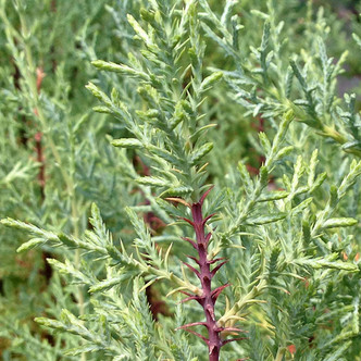 Cupressus arizonica 'Nancy Gray' (ARIZONA CYPRESS)