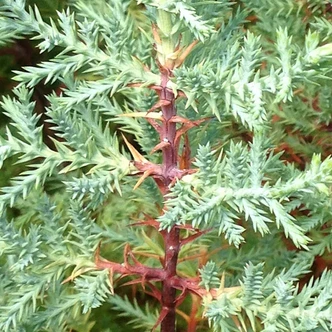 Cupressus arizonica 'Nancy Gray' (ARIZONA CYPRESS)