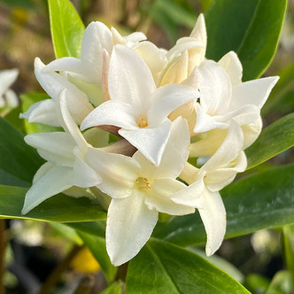 EARLY-FLOWERING DAPHNE (Daphne × burkwoodii) "Perfume Princess"
