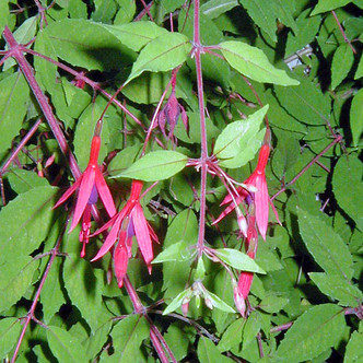 YELLOW HARDY FUCHSIA (Fuchsia magellanica) "Aurea"
