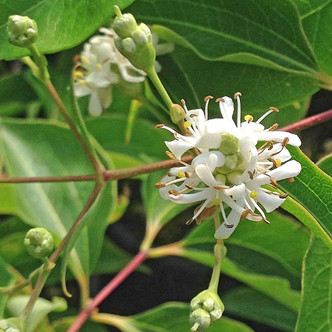 SEVEN-SONS PLANT Heptacodium miconioides
