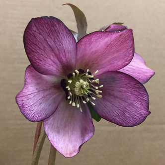 Helleborus Winter Jewels® 'Cherry Blossom' (LENTEN ROSE)