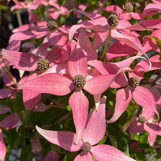 PINK-FLOWERING DOGWOOD Cornus kousa (Scarlet Fire)