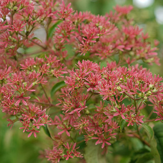 SEVEN SON FLOWER Heptacodium miconioides (Temple of Bloom)