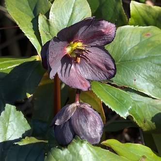 Helleborus Winter Jewels® 'Black Diamond' (HELLEBORE)