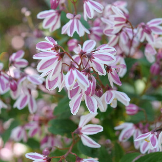 Deutzia (Yuki Kabuki)
