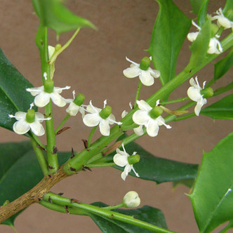 YELLOW-FRUITED HOLLY  YELIlex  opaca (Longwood Gardens)
