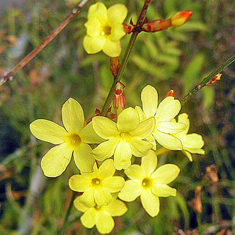 WINTER YELLOW JASMINE Jasminum nudiflorum
