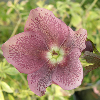 Helleborus × hybridus 'Pink Spotted Lady' (PINK SPOTTED LENTEN ROSE)