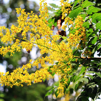 GOLDENRAIN TREE (Koelreuteria paniculata)