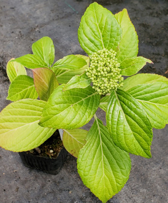 LACECAP HYDRANGEA (Hydrangea macrophylla) "Izu no hana"