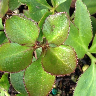 Helleborus Winter Jewels® 'Amber Gem' (HELLEBORE)