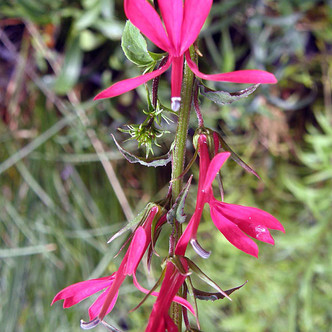 CARDINAL FLOWER Lobelia cardinalis (Fried Green Tomatoes)
