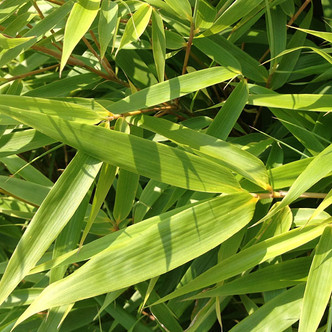 CLUMPING BAMBOO Fargesia rufa (Green Panda)