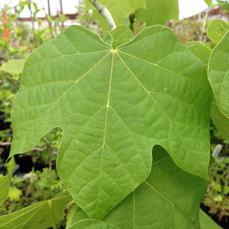 Firmiana simplex (CHINESE PARASOL TREE)
