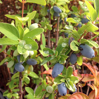 SELF FRUITING HASKAP Lonicera caerulea (Yezberry Solo)
