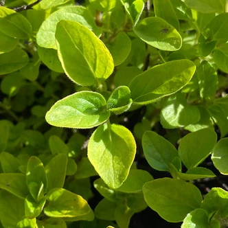 Origanum rotundifolium (ORNAMENTAL OREGANO)