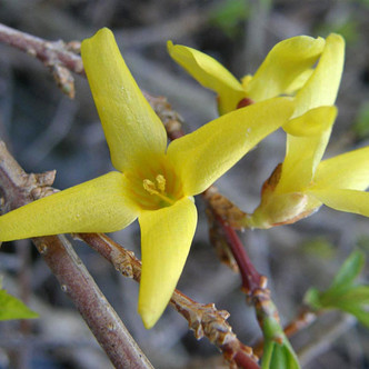 GOLDEN BELLS Forsythia  (Kumson)