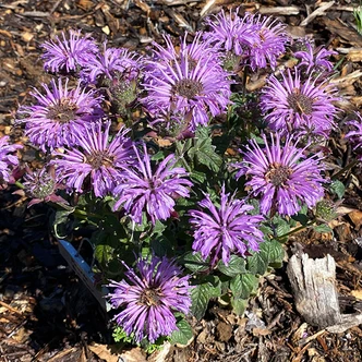 Monarda 'Sugar Buzz® Blue Moon' (BEE BALM)