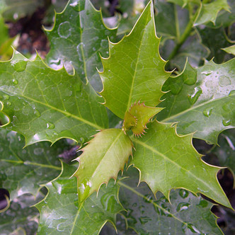 SELF-FRUITFUL HOLLY (Ilex aquifolium) "Post Office"