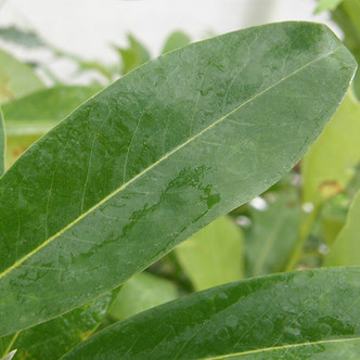SWEETBAY MAGNOLIA Magnolia virginiana (Moonglow)