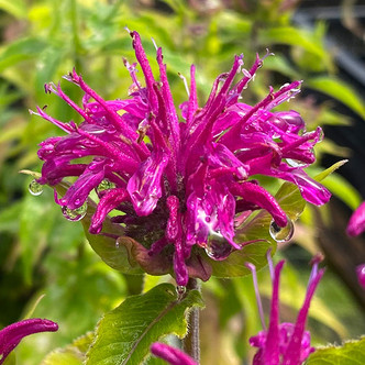 Monarda 'Sugar Buzz® Grape Gumball' (BEE BALM)