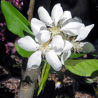 PINK GLOW CRABAPPLE Malus  (Dolgo)