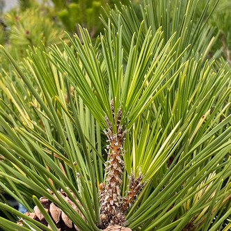 VARIEGATED JAPANESE BLACK Pinus thunbergii (Aocha Matsu)